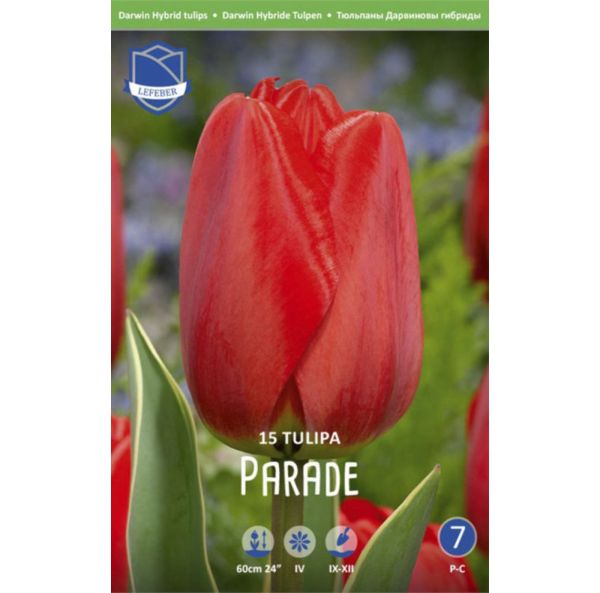 Keskiaikainen tulppaani, Darwin XXL